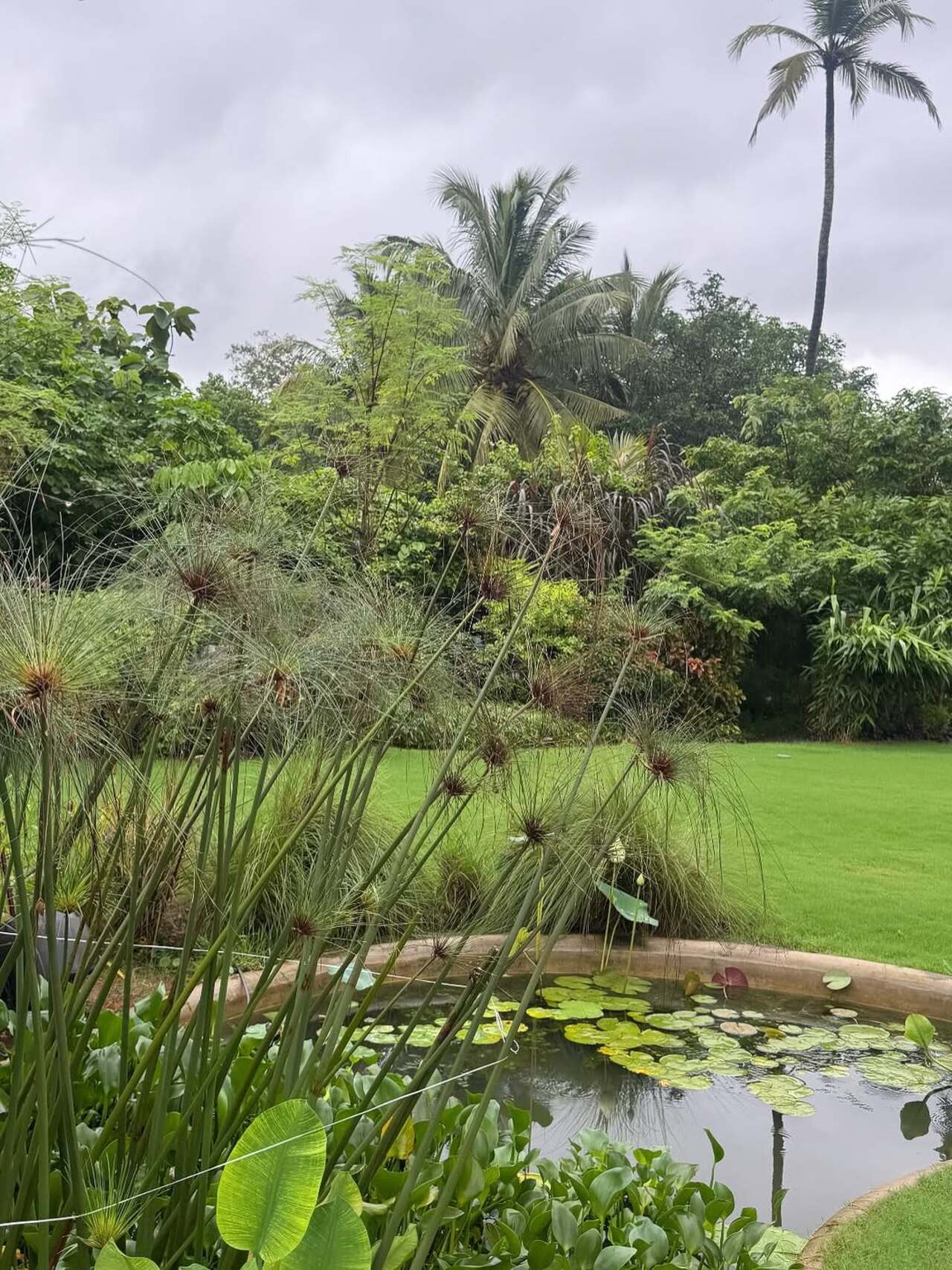 One picture from her Goa getaway included the lush greenery caused by the monsoons, with the slightly cloudy sky. 