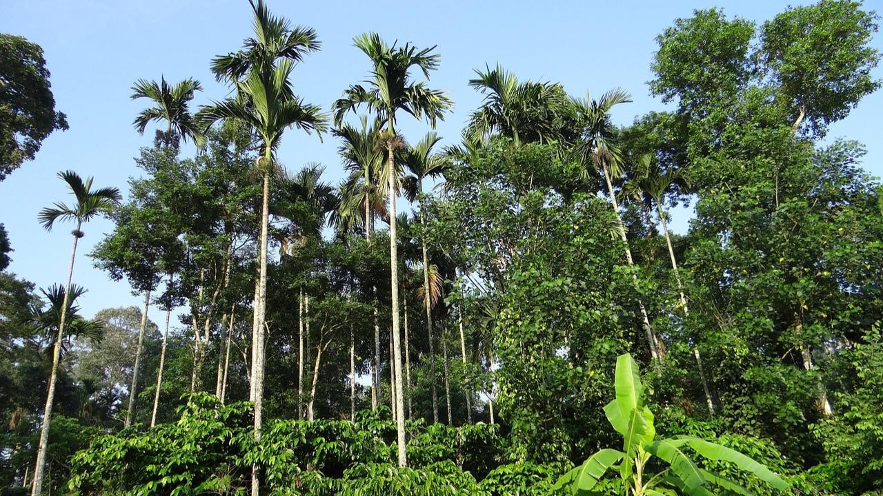Coorg, Karnataka
If you want to spend the long weekend close to nature, plan a trip to this quaint hill town in Karnataka. While Coorg comes alive with lush greenery and scenic waterfalls during the monsoon, it may also be prone to landslides. Hence, travellers are advised to check weather updates before heading there