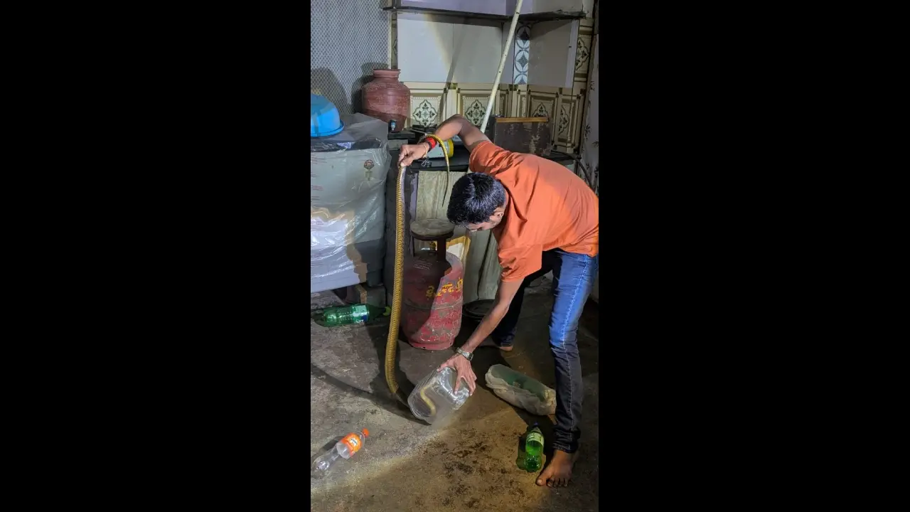 Indian rat snake saved from house in Aarey Milk Colony and freed in wild