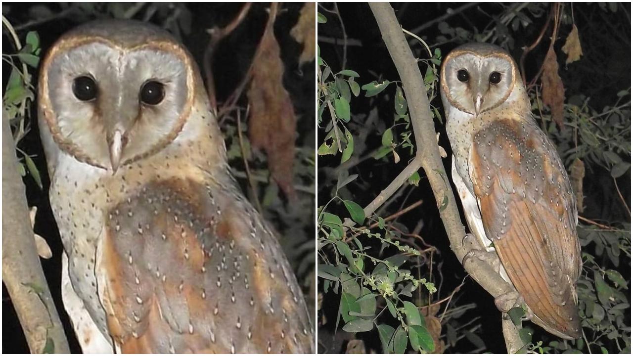 Barn Owl is easily recognised by its heart-shaped face, it's a silent hunter commonly found in Aarey around barns and building structures
