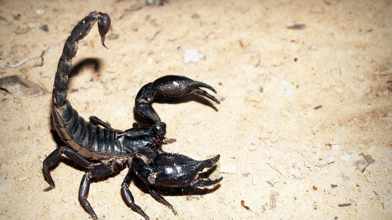 Guwahati researchers: Black scorpion sting injects 25 distinct deadly toxins