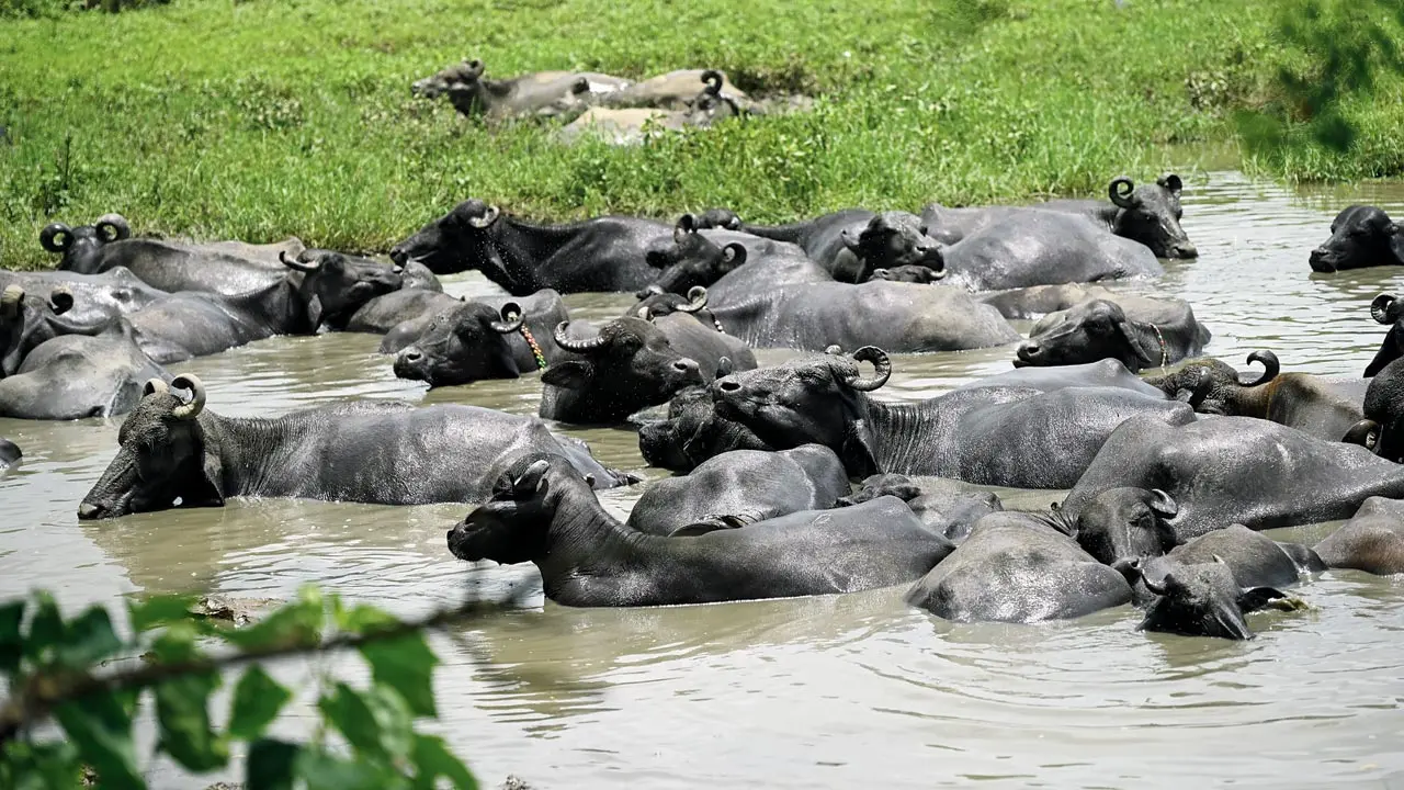 Free-roaming buffaloes threaten Aarey saplings; fencing raised 