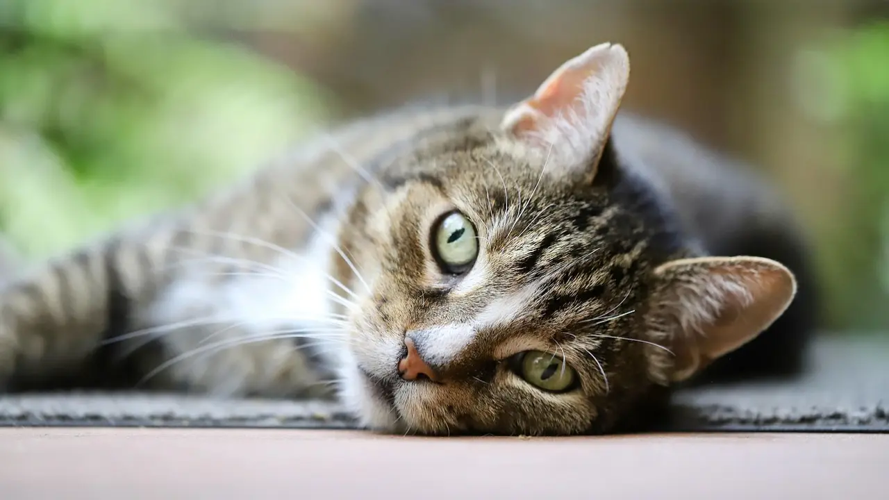 Cats may help develop treatment for dementia, Alzheimer’s in humans: Study