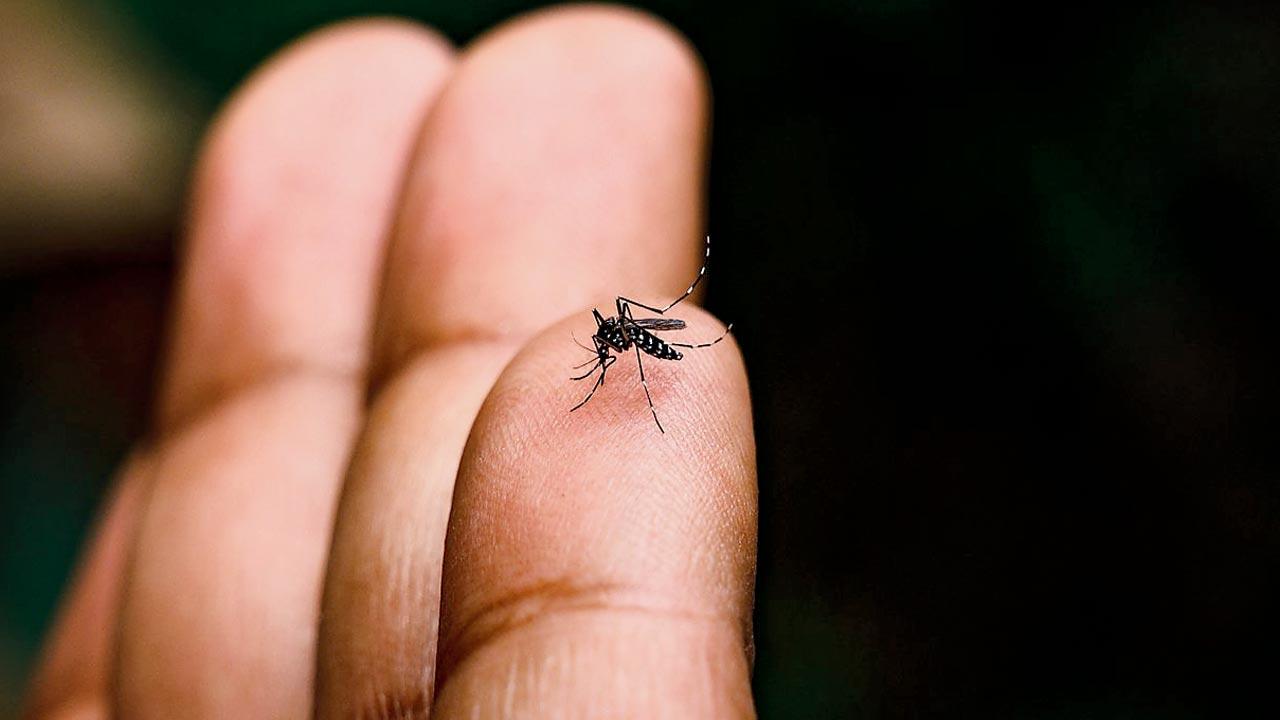 Mumbai: Chikungunya cases see 476 per cent increase compared to last year