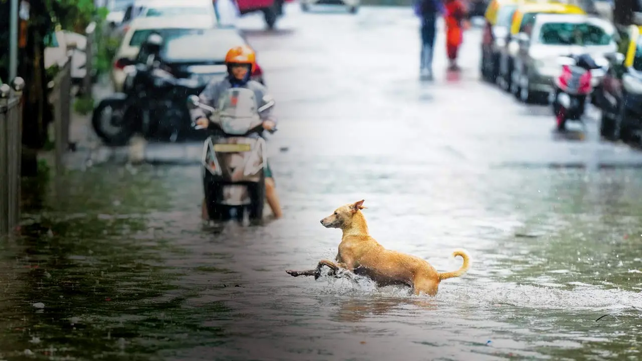 Dog Day 2025: Why these Mumbaikars continue to keep street dogs happy, healthy