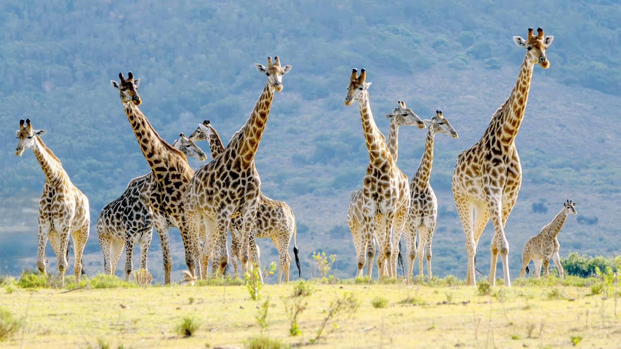 No todas las jirafas pertenecen a la misma especie, encuentra un nuevo estudio