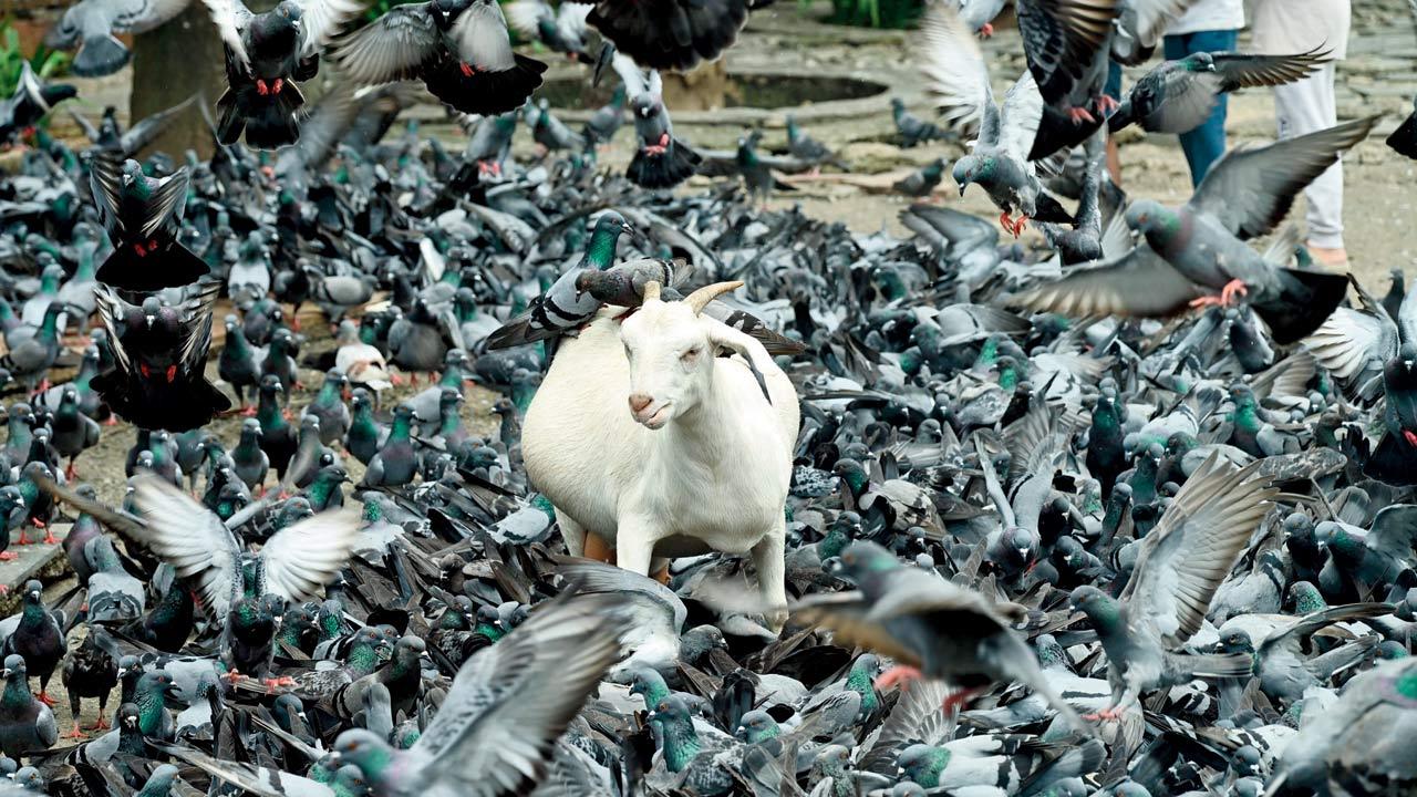 Mumbai Diary: Sunday Dossier