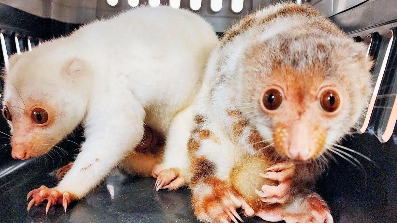 Mumbai LIVE: 54 live exotic animals seized from Bangkok passenger at Mumbai