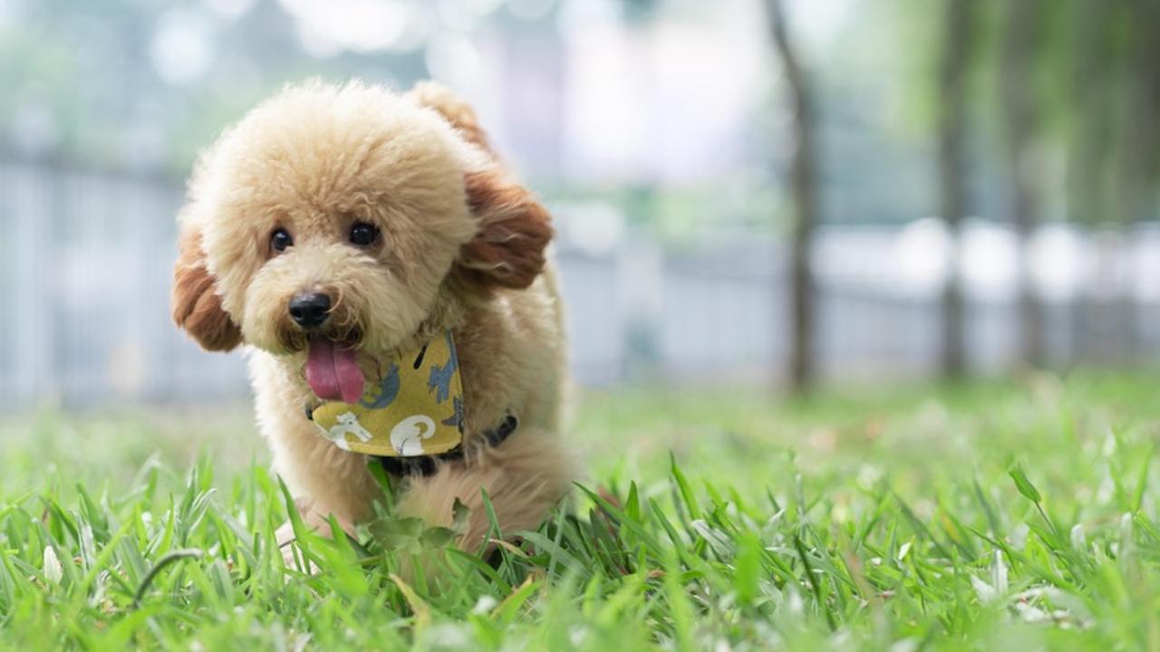 Pet a puppy! Hyderabad Airport introduces toy poodles as therapy dogs