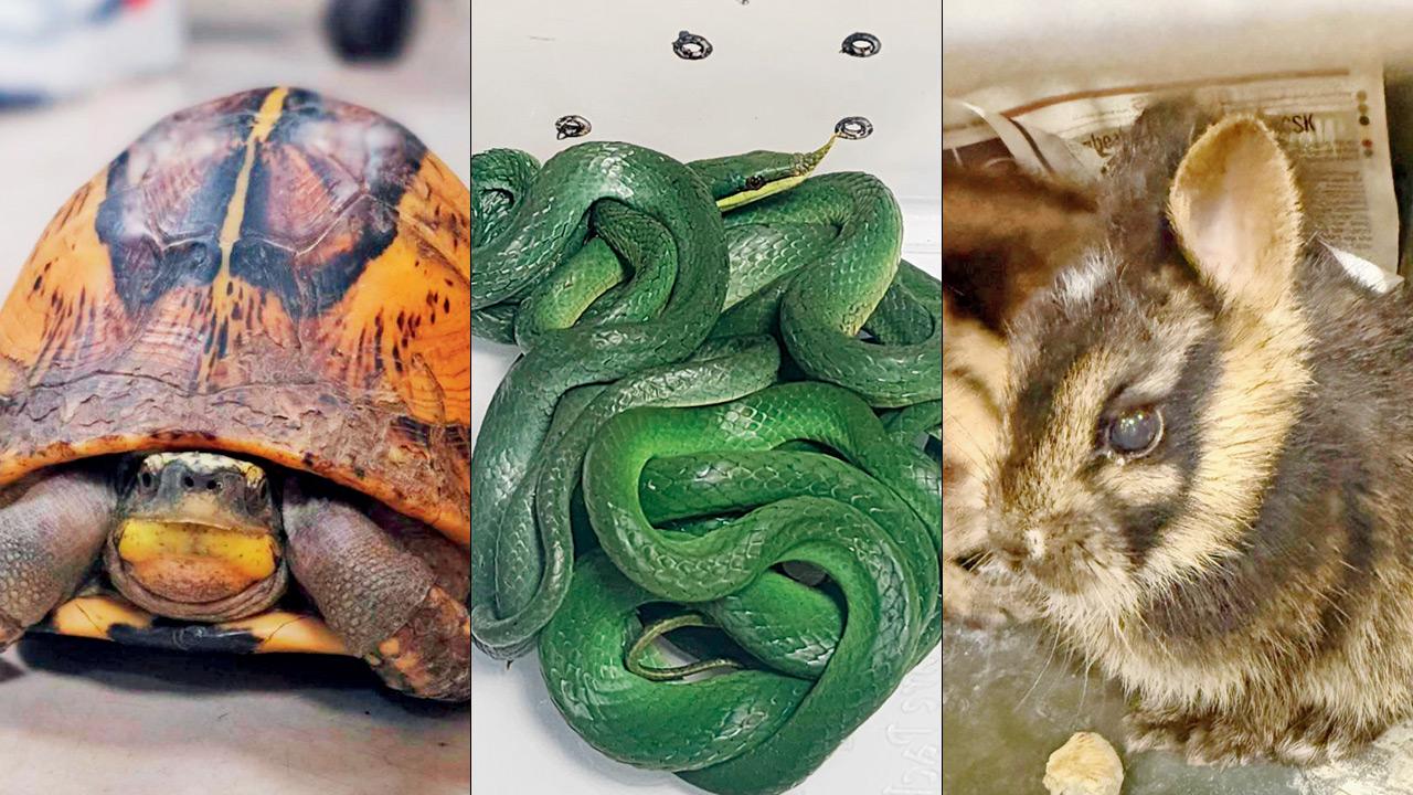 Indochinese Box Turtle, Rhinoceros Rat Snake and Sumantran Stripped Rabbit