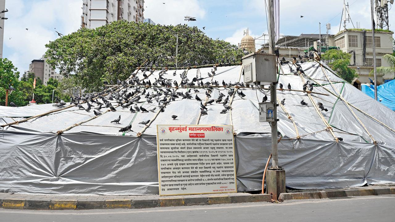 Mumbai: CM Fadnavis orders partial rollback of ban on feeding pigeons