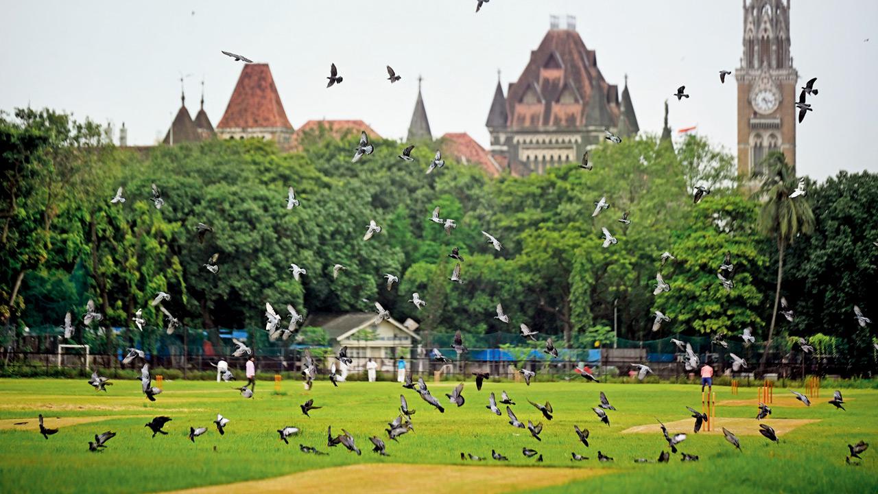 Cricket reigns when no rain! Kanga League shines at Cross Maidan