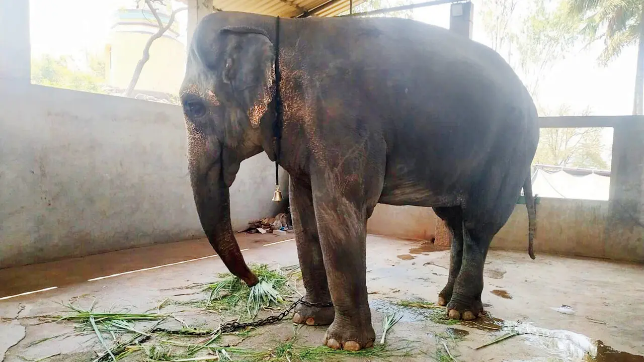 Maharashtra CM Devendra Fadnavis vows to bring elephant home Mahadevi