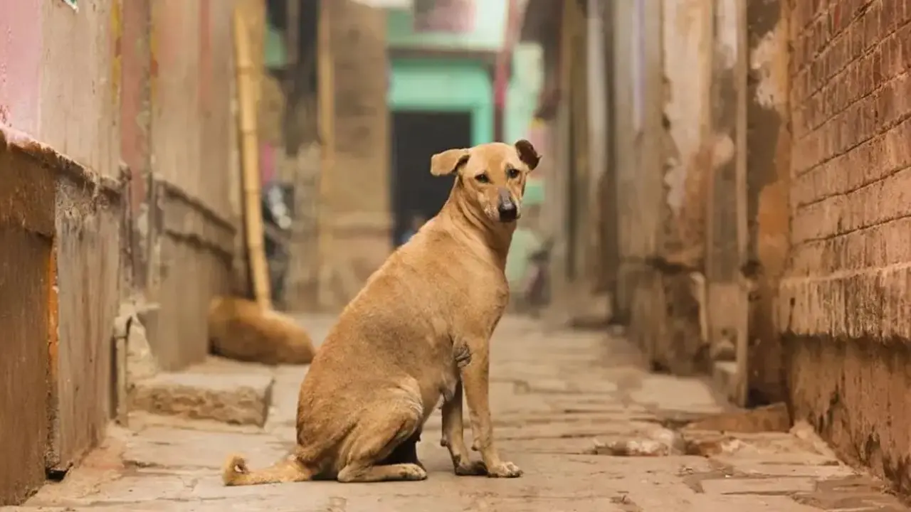 SC modifies Order: Sterilised, vaccinated stray dogs to be released back