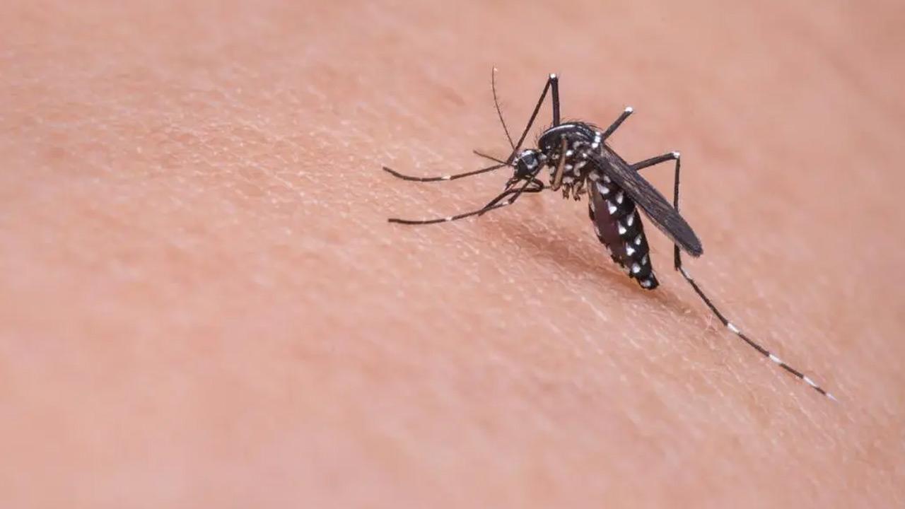 Israel: Mosquitoes carrying West Nile Virus found near Netanya