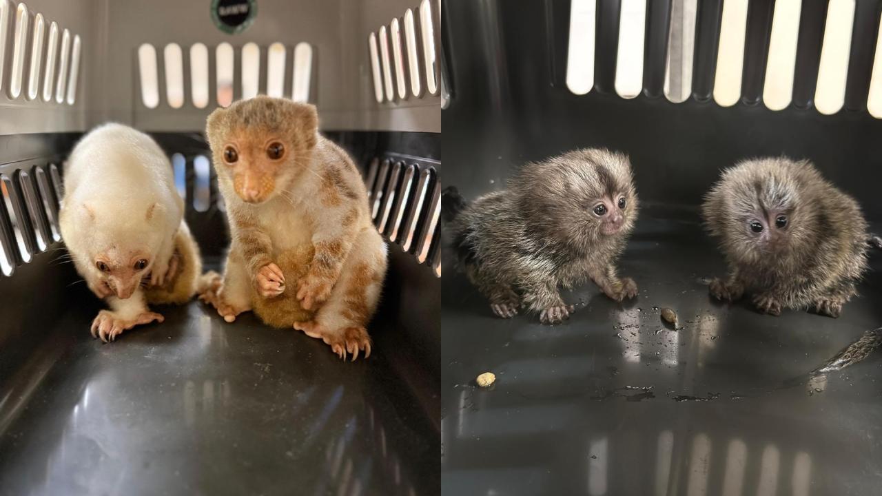 Mumbai customs arrest passenger for smuggling exotic wildlife from Bangkok