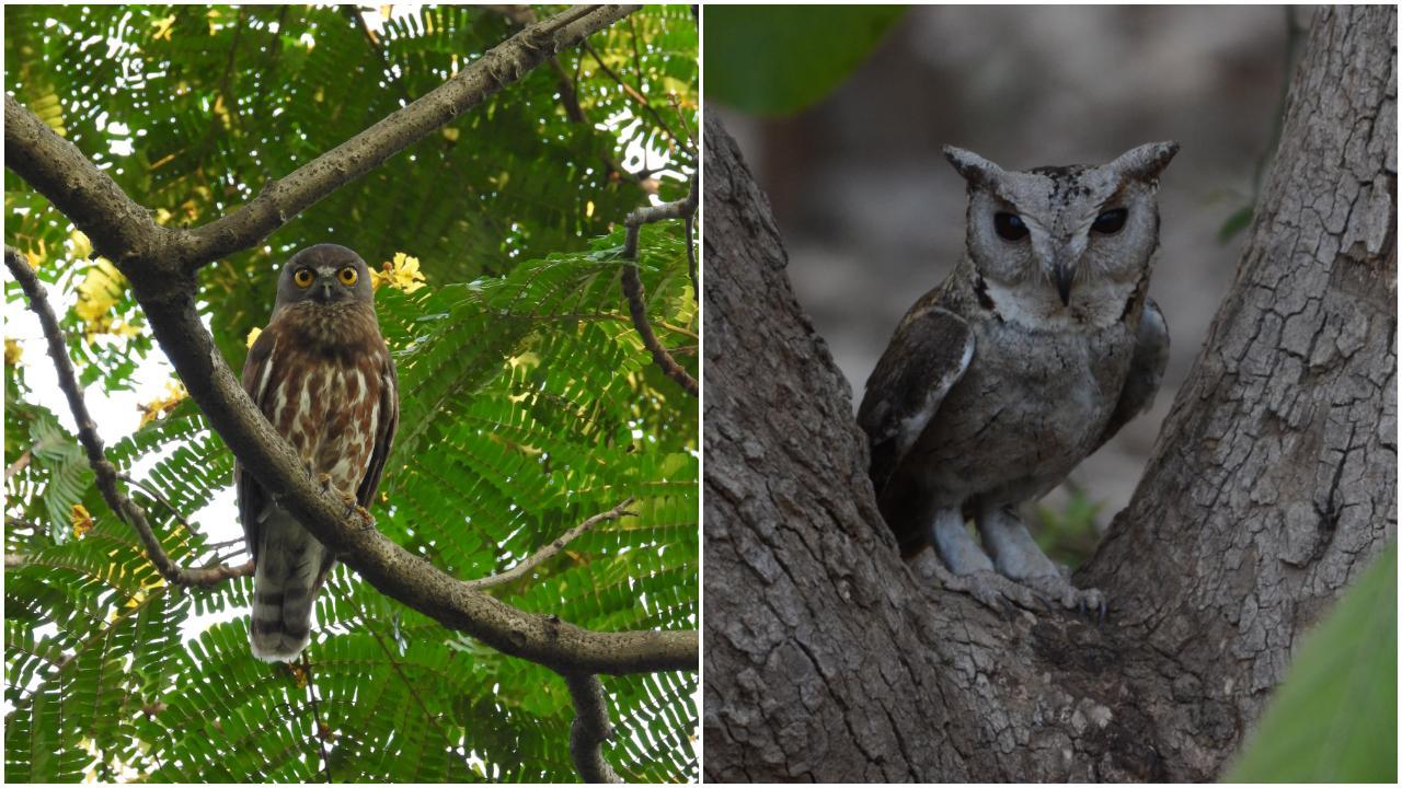 Aarey Forest, often called Mumbai's 