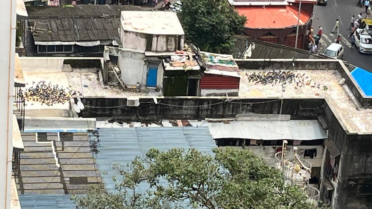 In Photos: Locals seen feeding pigeons on terraces near Dadar kabutarkhana