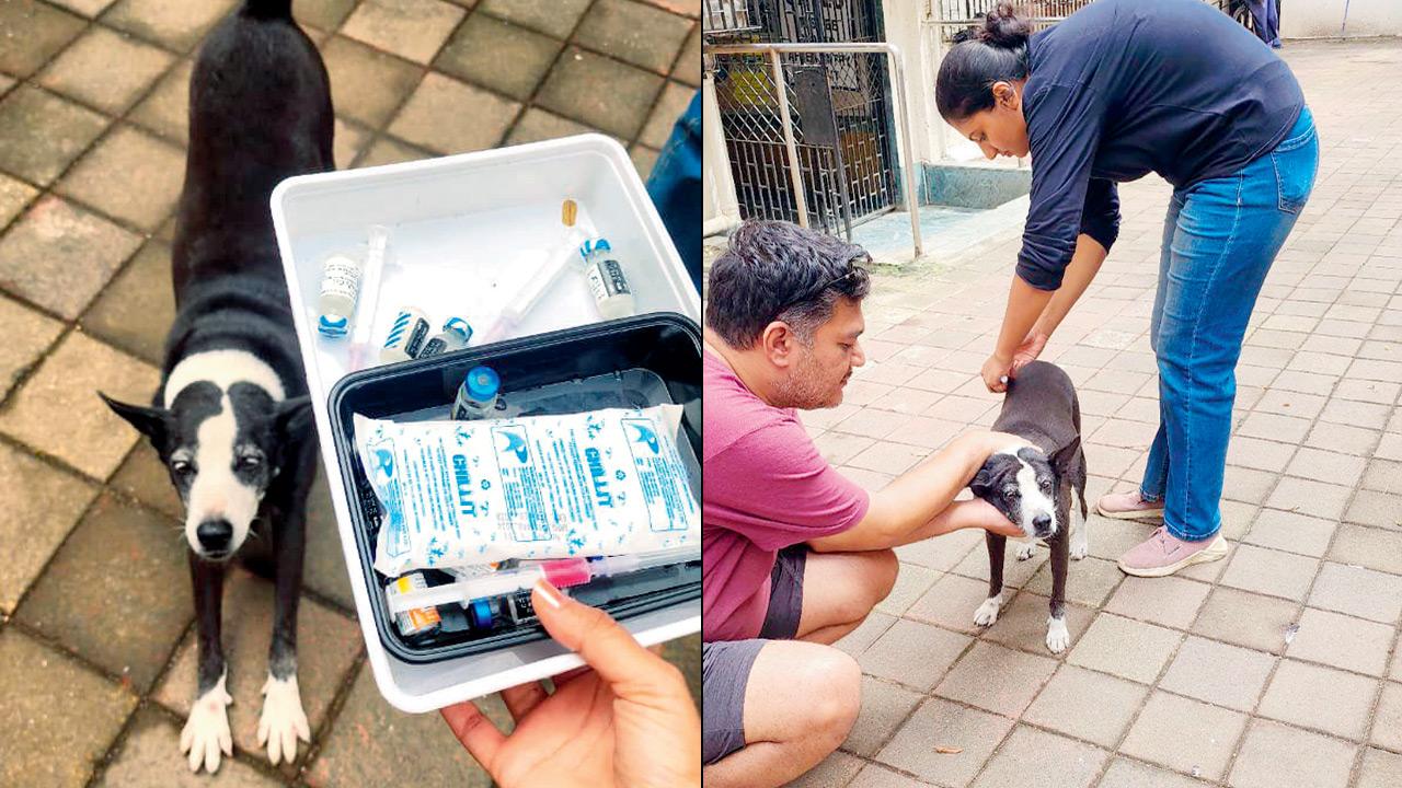 A friendly stray gets his dose of medicine. Pics Courtesy/Anoop Parik