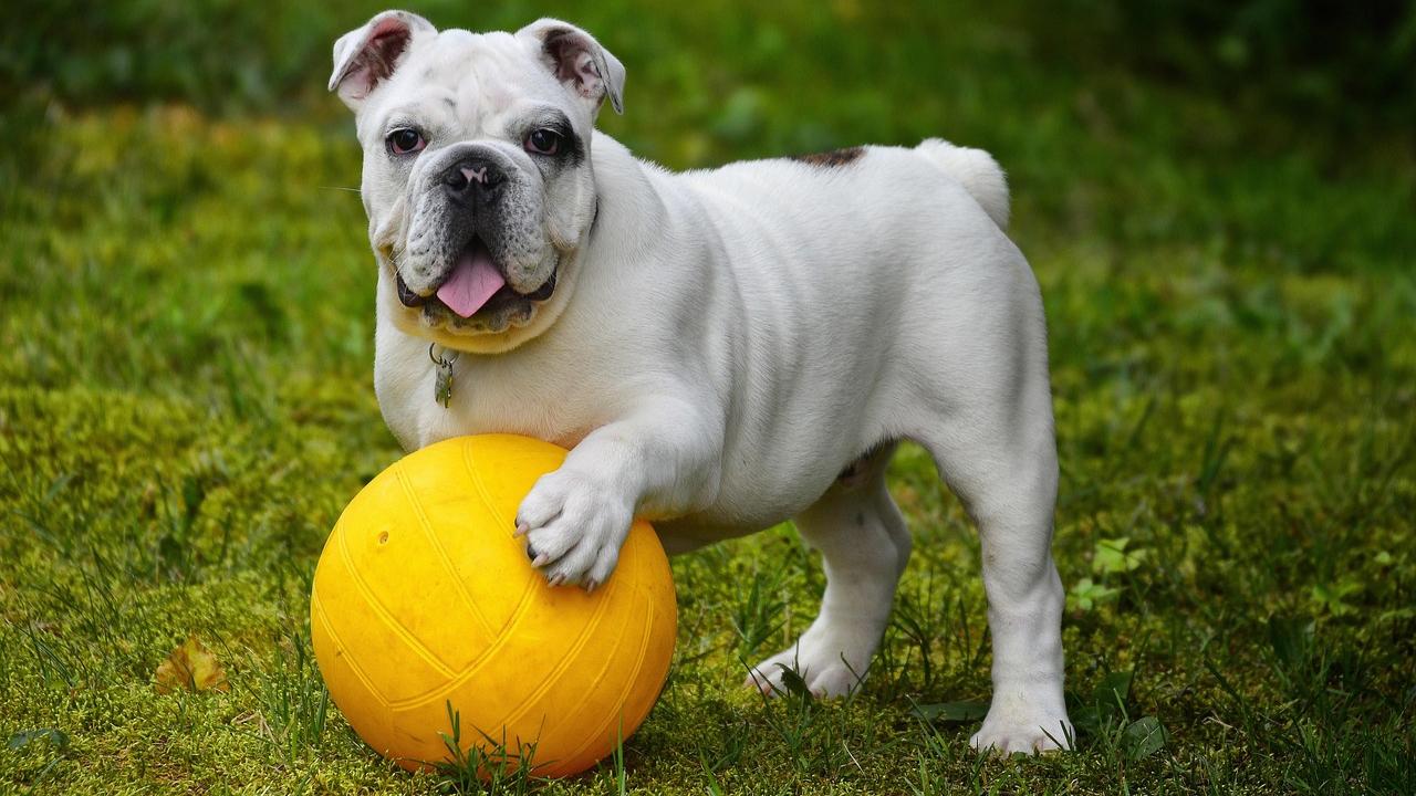 About 11 pct Indians are now taking their pets on international holidays in 2025