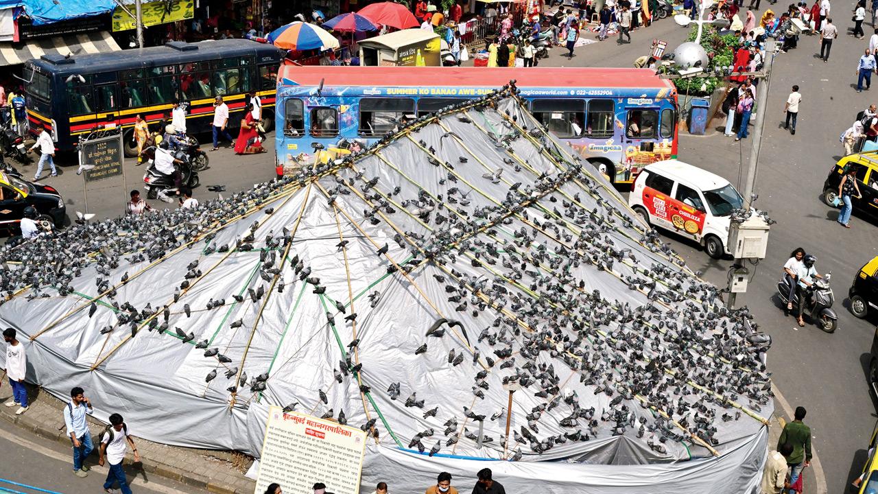 The kabutarkhana at Dadar covered with tarpaulin sheets by BMC. Pics/Shadab Khan
