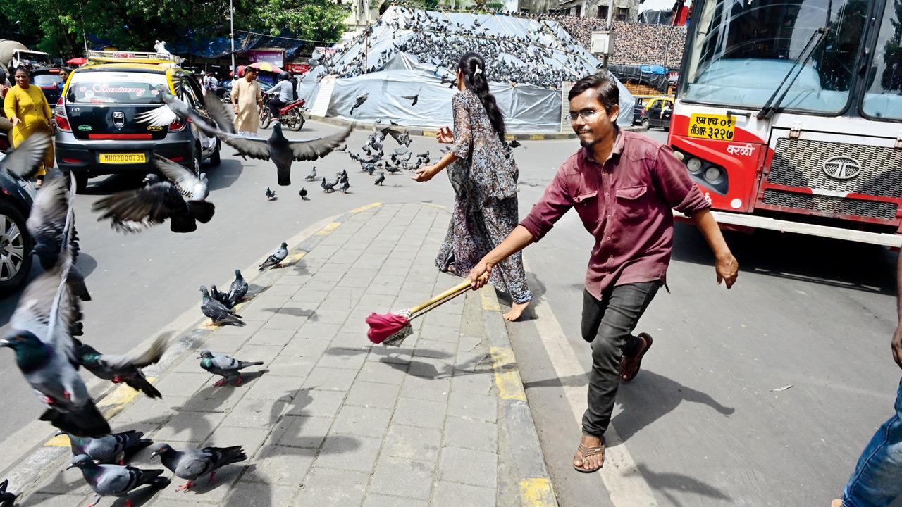A man with a stick urges pigeons on the road to go back to the kabutarkhana