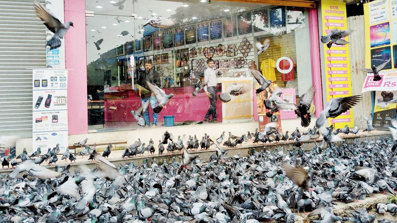 Pigeons swarm the road outside the covered kabutarkhana, creating hygiene and safety concerns. Pic/EEshanpriya MS