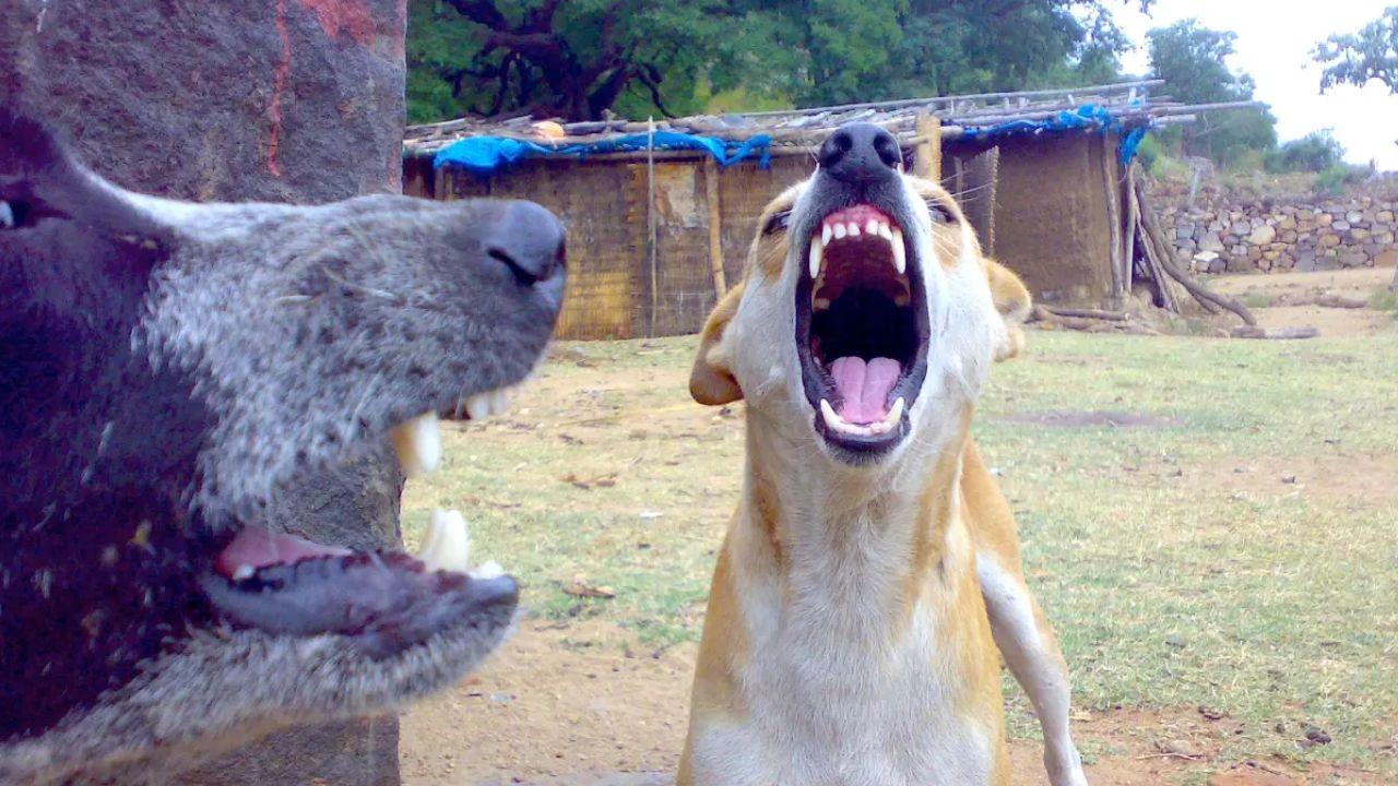 Delhi stray dogs: CJI Gavai to review conflicting Supreme Court orders