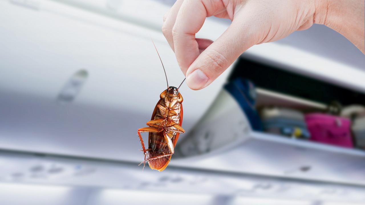 Cockroaches spotted on San Francisco–Mumbai Air India flight
