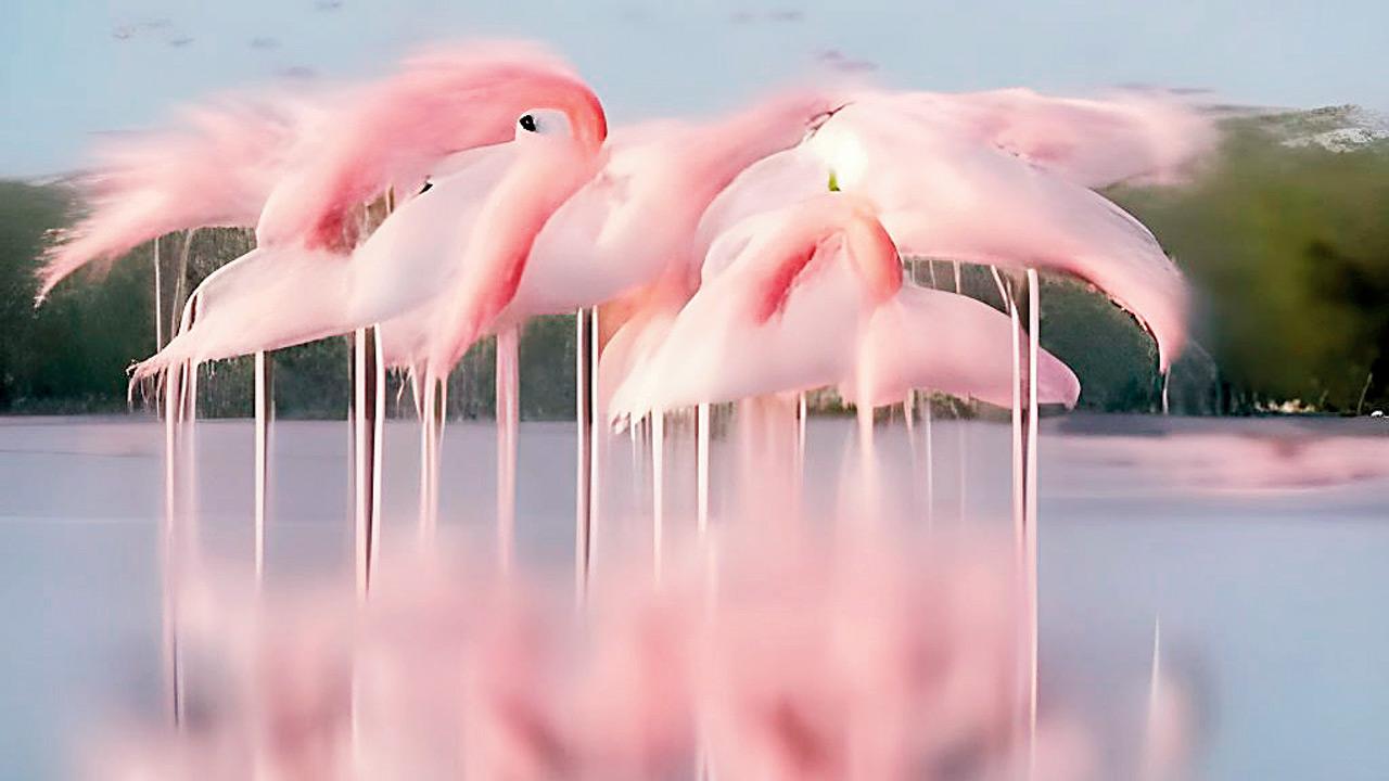 Lesser Flamingos