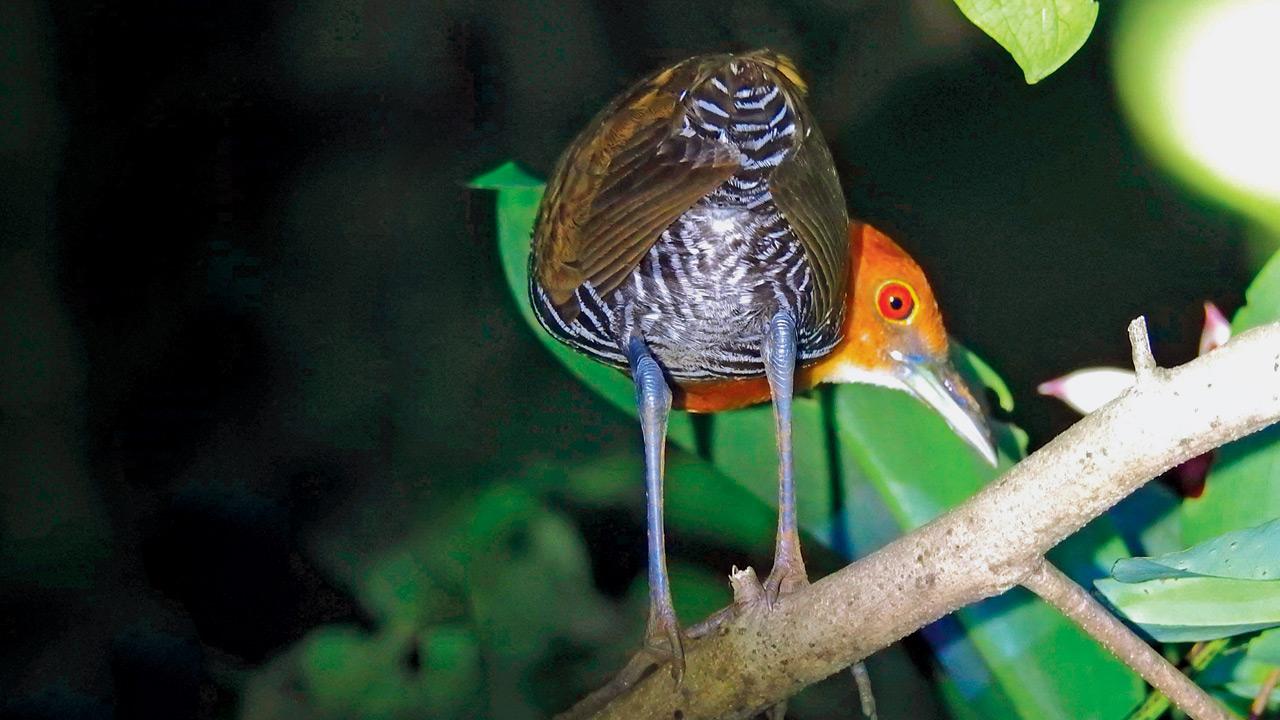 Mumbai: Aarey forest yields another avian surprise with rare bird sighting