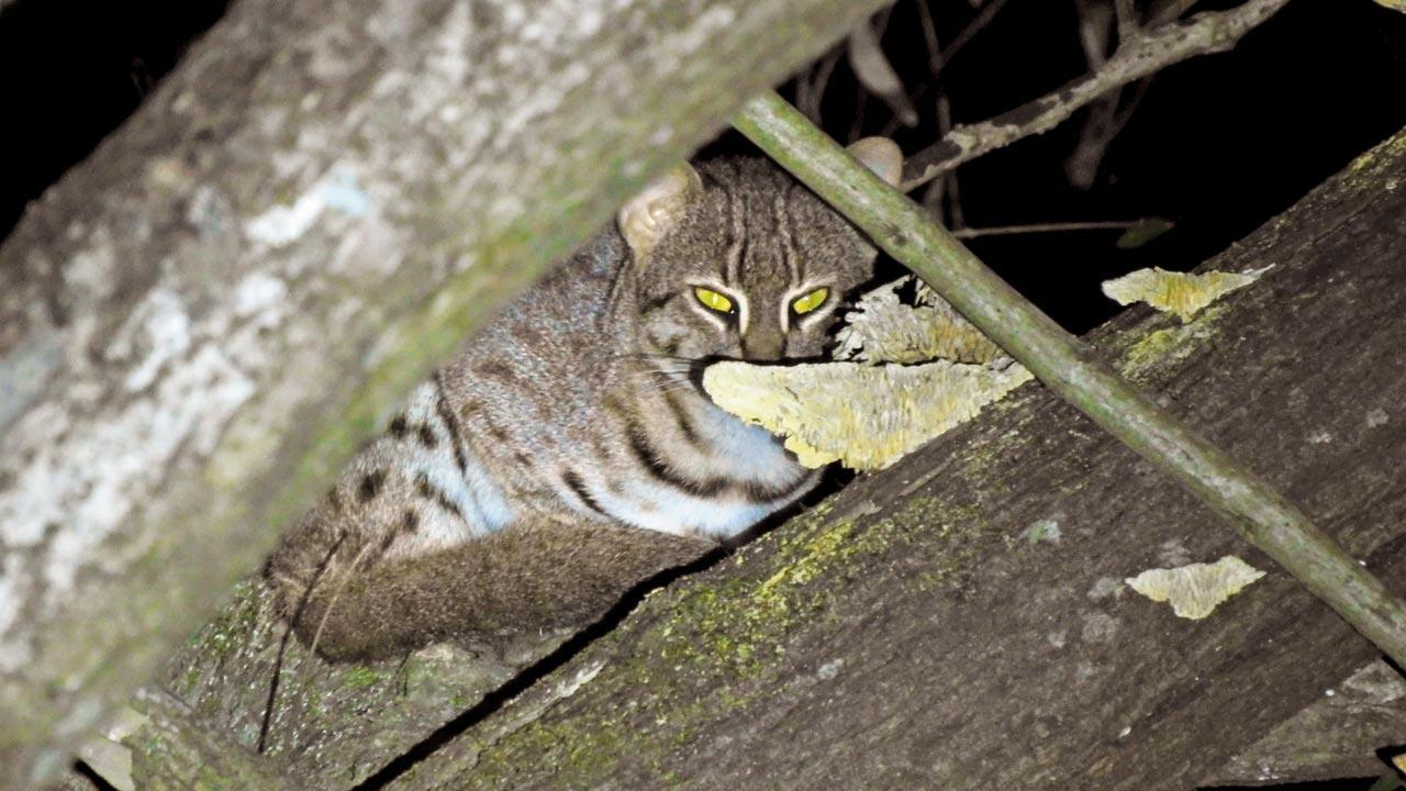Small wild cat population declining because of humans, says report