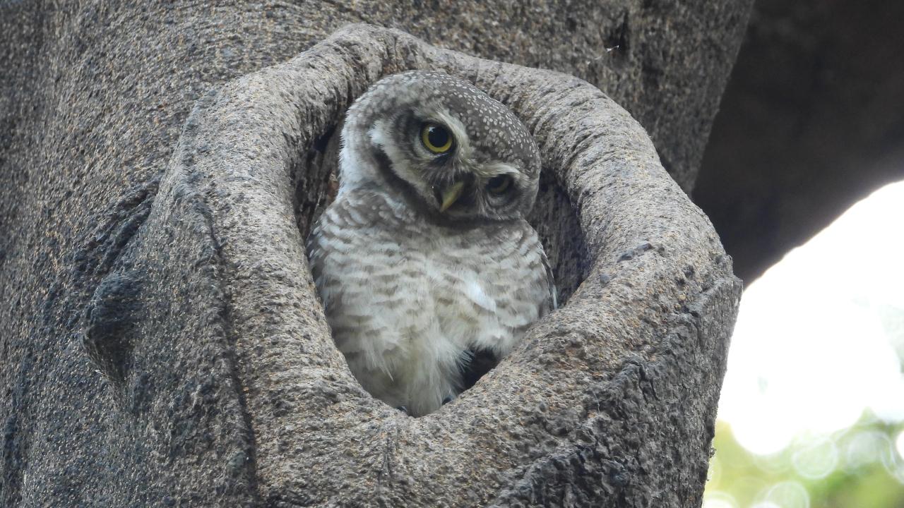 Spotted Owlet is a common, small owl with bright yellow eyes, usually active around dusk and dawn