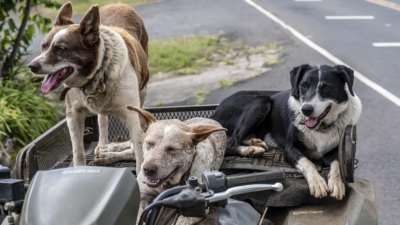 PETA India welcomes SC order on stray dogs, calls for adoption and sterilisation