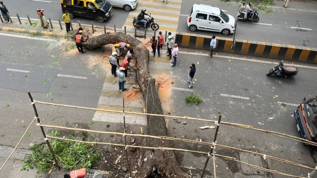 Mumbai: Taxi driver injured after tree falls on vehicle in Dadar