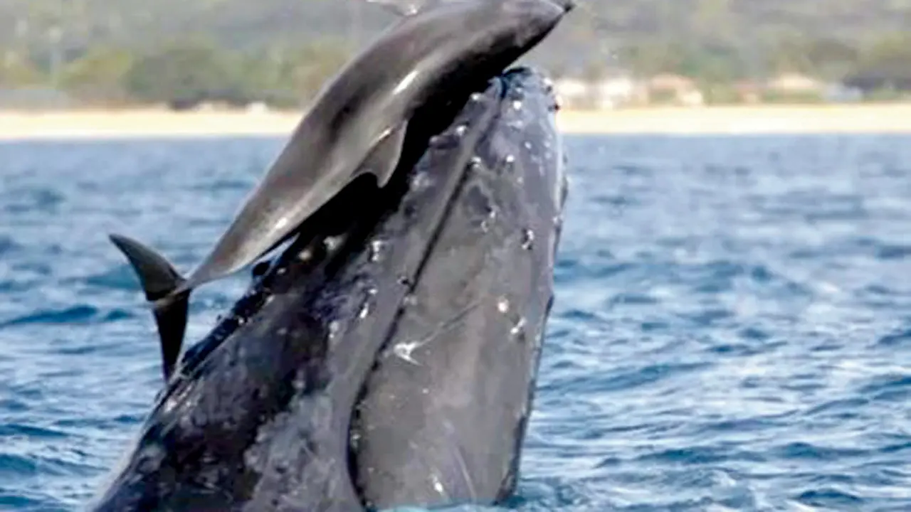 Interspecies interactions between dolphins and whales are frequent: New study