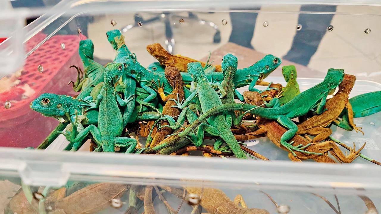 Green Iguanas were the most trafficked exotic species seized at Mumbai Airport this year, highlighting the booming illegal reptile trade
