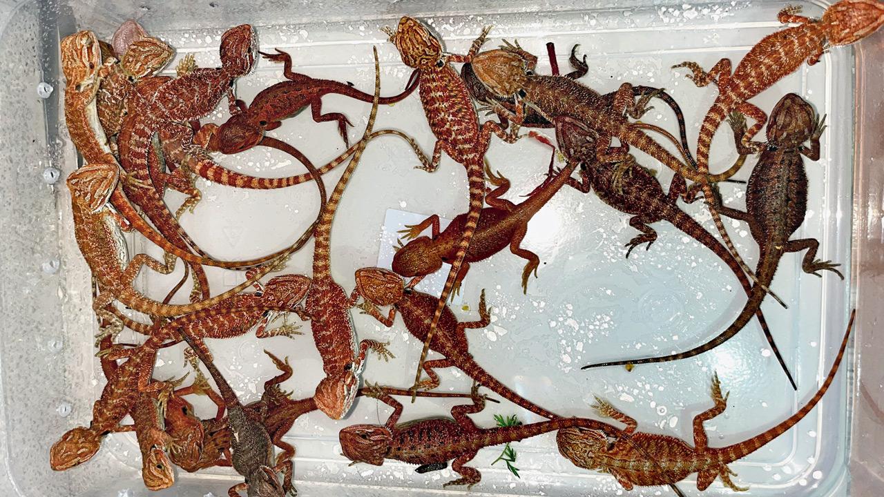 Central Bearded Dragons ranked third among the most trafficked reptiles, with 30 seized by Customs this year. Pics/Mumbai Coustoms
