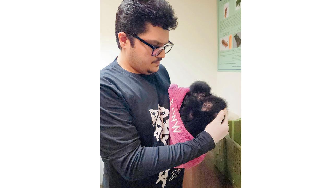 Siamang Gibbon — one of five seized this year — is native to Southeast Asia and highly vulnerable to trafficking due to its rarity and value