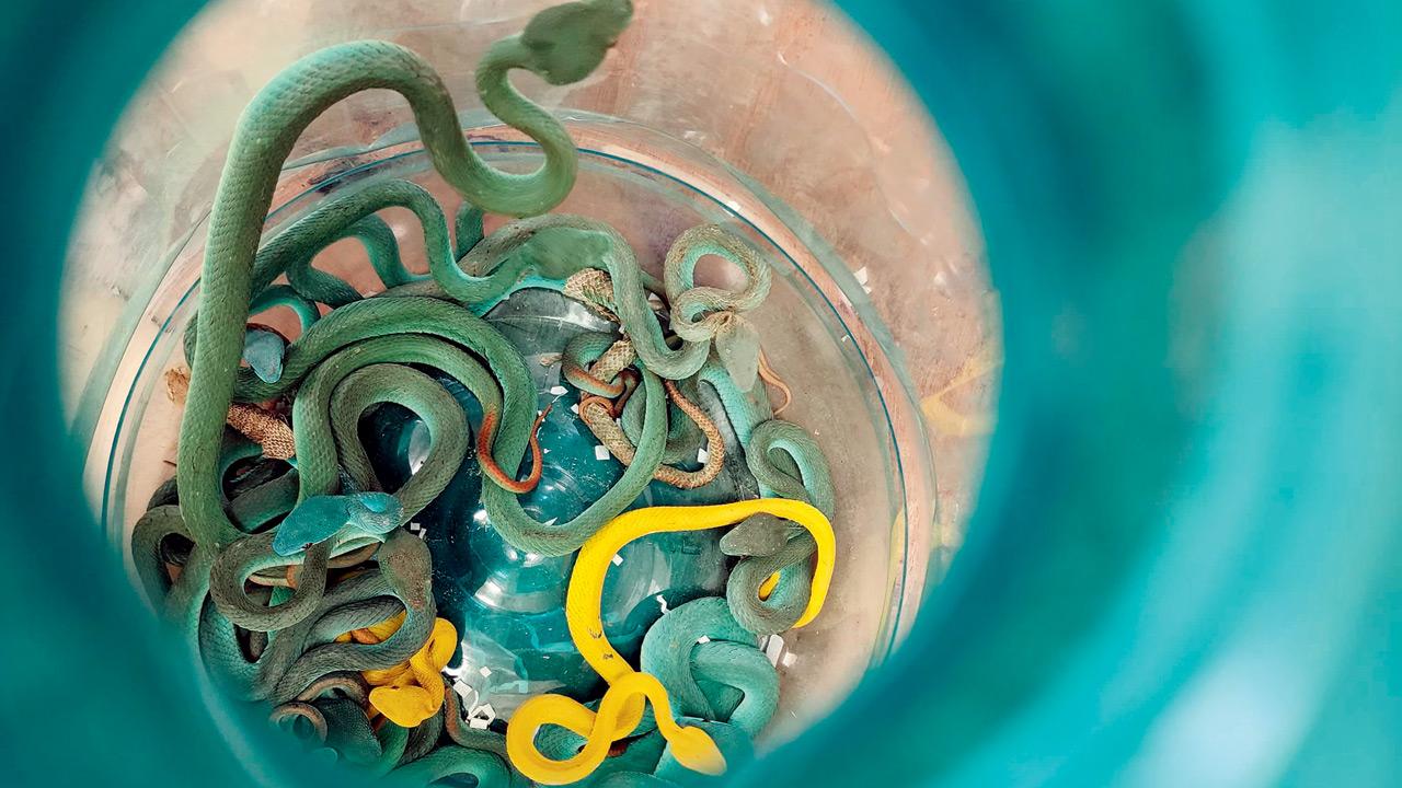 Indonesian Pit Vipers were the second-most trafficked reptile species, with 45 seized. These venomous snakes are in high demand among exotic pet collectors