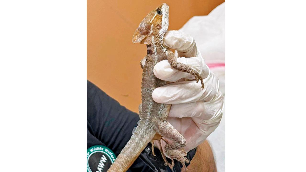 Brown Basilisk Lizard — although not among the top seized species, reptiles like these continue to be smuggled due to demand