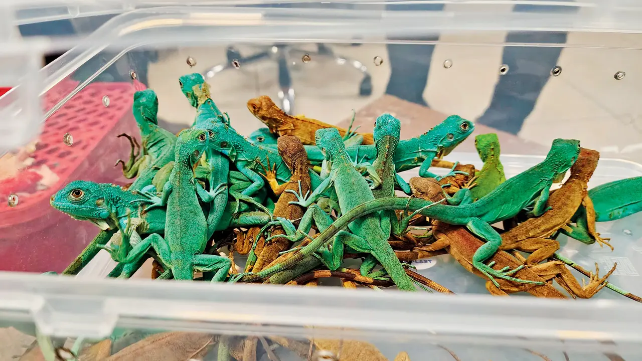 Wildlife smugglers face flight ban; airlines to foot deportation bill