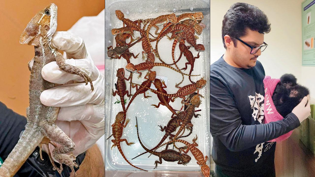 (From left) Brown Basilisk Lizard — although not among the top seized species, reptiles like these continue to be smuggled due to demand for exotic pets; Central Bearded Dragons ranked third among the most trafficked reptiles, with 30 seized by Customs this year; Siamang Gibbon — one of five seized this year — is native to Southeast Asia and highly vulnerable to trafficking due to its rarity and value