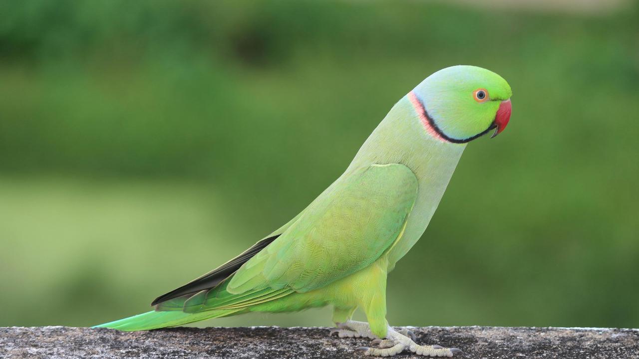 Topical bird populations witness 25-38 pc decline due to climate change: Study