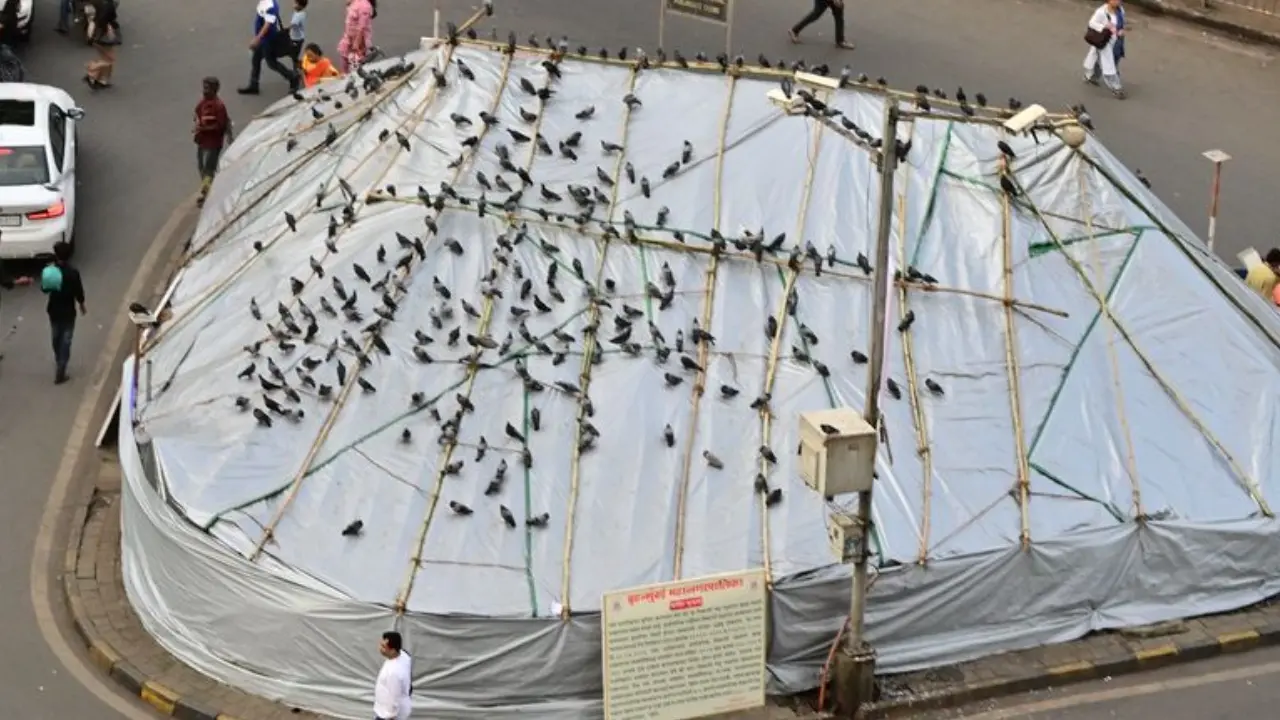 Three FIRs registered, 64 persons fined in August for feeding pigeons in Mumbai