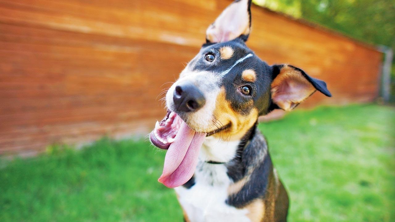 Your dog might know what you’re thinking, says new study