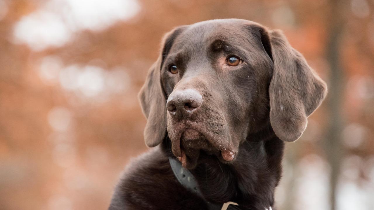 Valencia in Spain is best for dedicated dog parks 
Rovinj in Croatia has the most dog beaches and scenic hiking trails 