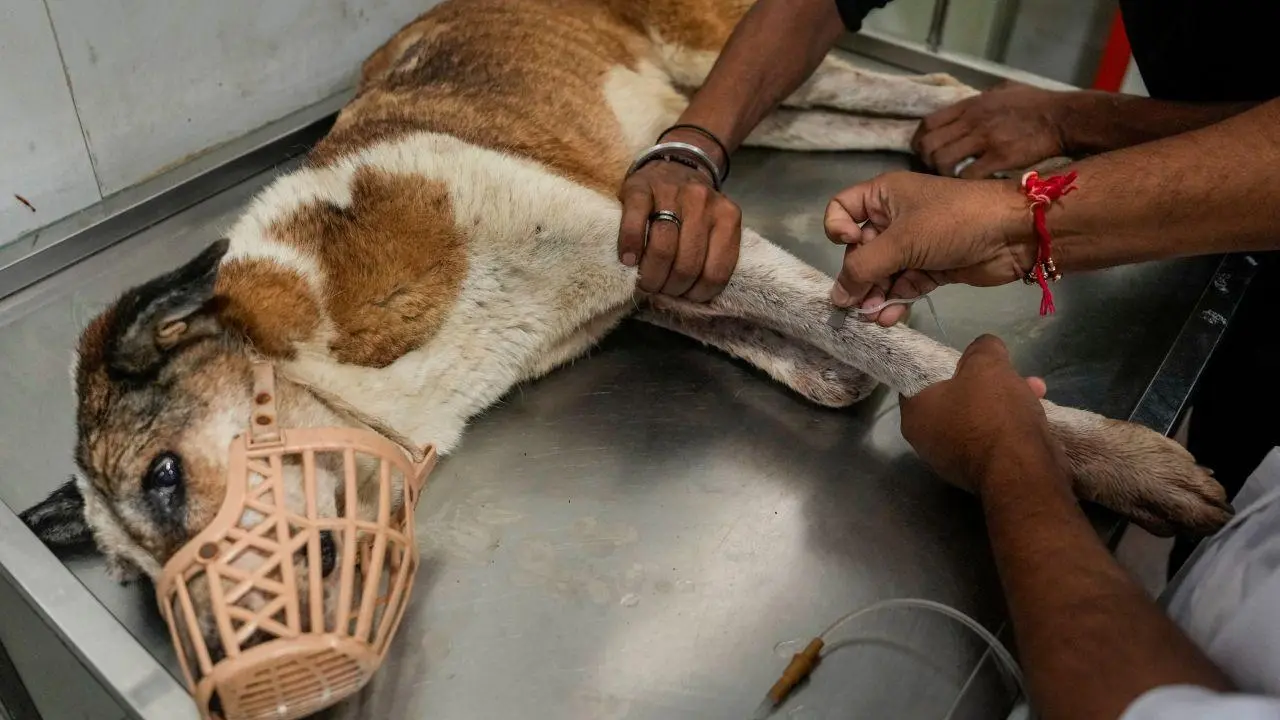 Take a look at these pics of Noida-based volunteers taking care of stray dogs