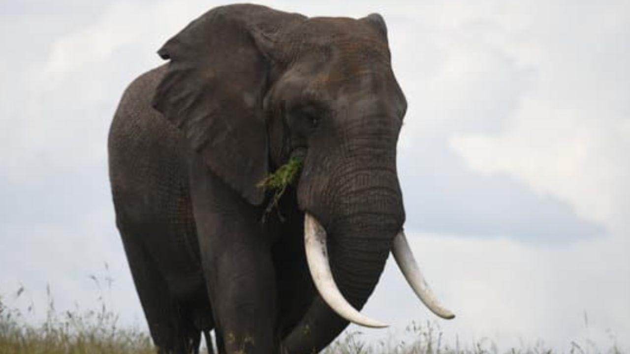 Tourist escapes elephant attack at Karnataka's Bandipur National Park
