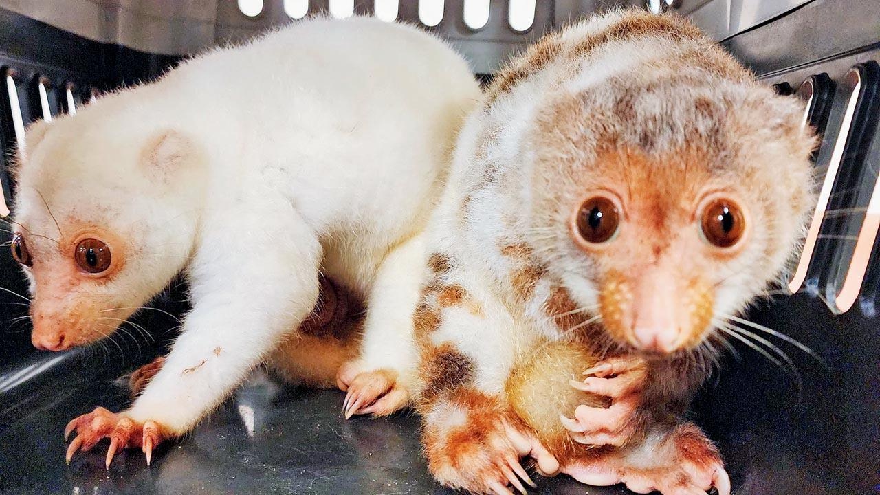 54 live exotic animals seized from Bangkok passenger at Mumbai Airport